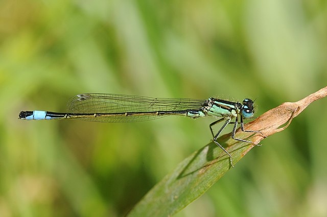 Стрелка изящная (Ischnura elegans)