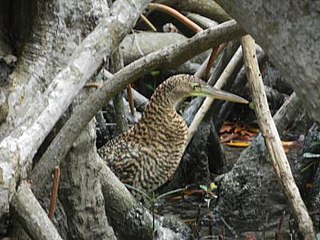 Tiger heron, Tigrisoma, in a mangrove forest