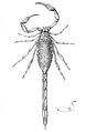 T. insignis