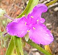 Fleur de Tradescantia x andersoniana "Concord Grape".