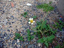 Tridax procumbens (2).jpg