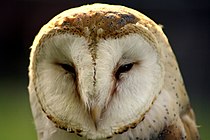 Barbagianni (Tyto alba)