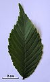 Leaf, with scale