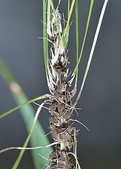 Loose smut of barley, caused by Ustilago nuda. Ustilago nuda barley, stuifbrand op gerst (3).jpg