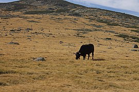 Vaca en el Prado de las Pozas, en la Sierra de Gredos (España)