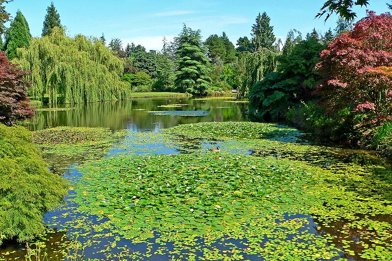 Arquivo: VanDusen Jardim Botânico 3.jpg