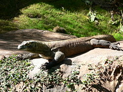 Komodonvaraani (Varanus komodoensis)