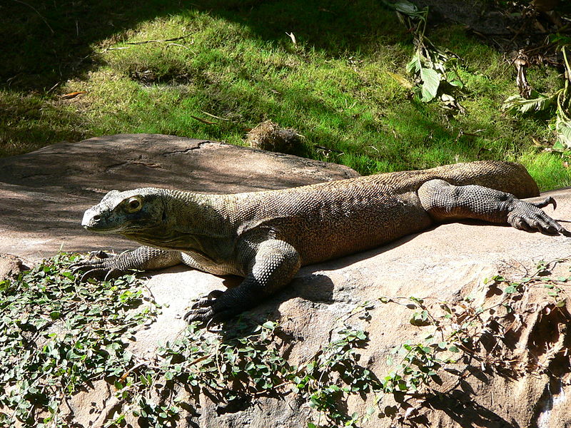 http://upload.wikimedia.org/wikipedia/commons/thumb/5/50/Varanus_komodoensis1.jpg/800px-Varanus_komodoensis1.jpg