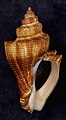 Vista inferior de uma concha de Volegalea cochlidium (Linnaeus, 1758); encontrada no oceano Índico, do golfo de Bengala até a península da Malásia.[1][17] Espécime com opérculo.
