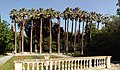 Palmiers de Californie