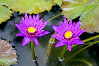 Lotus Plant of Thailand