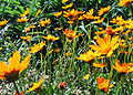 Coreopsis ( Richmond ).