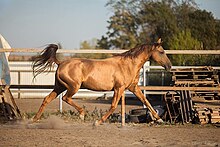 Cheval roux-doré vu de profil droit, au trot.