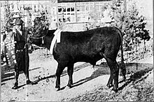 "Fukutomi-go," one of the first Improved Japanese Breeds to win the first prize (1912)
