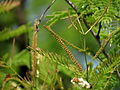 1-Acacia ferruginea 02. 
 JPG