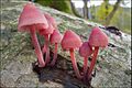 Großer Blut-Helmling Mycena haematopus