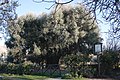 2015 - 13. Platz: Olivenbaum von Canneto Sabina, Italien