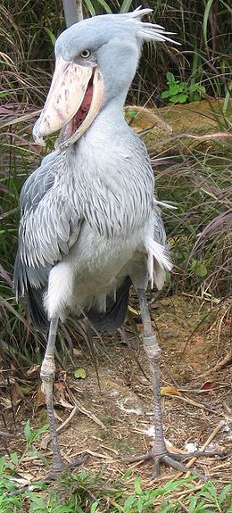 Papucscsőrű madár (Balaeniceps rex), családjának egyetlen élő faja