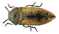 Εικ.14: A. pilosellae