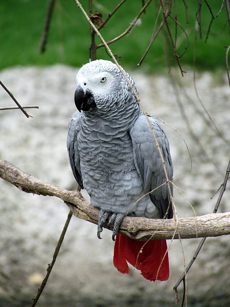 File:African Grey Parrot Sylvan Heights Waterfowl Park.jpg