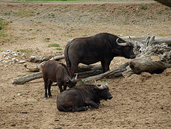African buffalo at Wild Animal Park San Diego