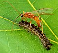 Наездник Aleiodes indiscretus нападает на гусеницу непарного шелкопряда