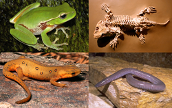 Collage of amphibians