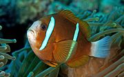 The genetically related A. akindynos (Barrier Reef anemonefish)