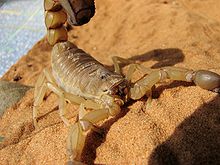 A female Yellow fattail scorpion