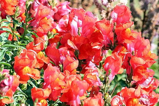 Antirrhinum majus 6636