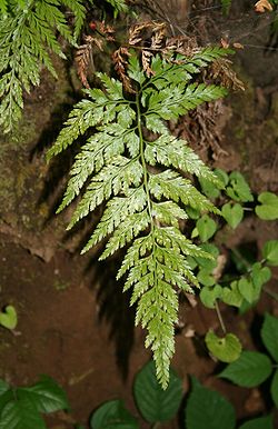 Asplenium onopteris.