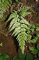 Asplenium onopteris