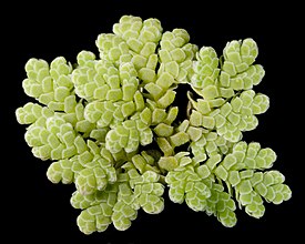 Nyppylimaskasaniainen (Azolla filiculoides)