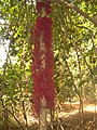 Baccaurea courtallensis flowers