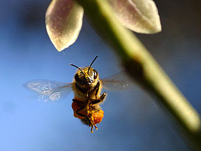 A bee in flight Beeinflightfromfront.jpg