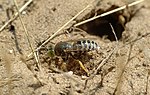 Miniatura para Crabronidae