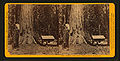 Mariposa Grove, California, 1870