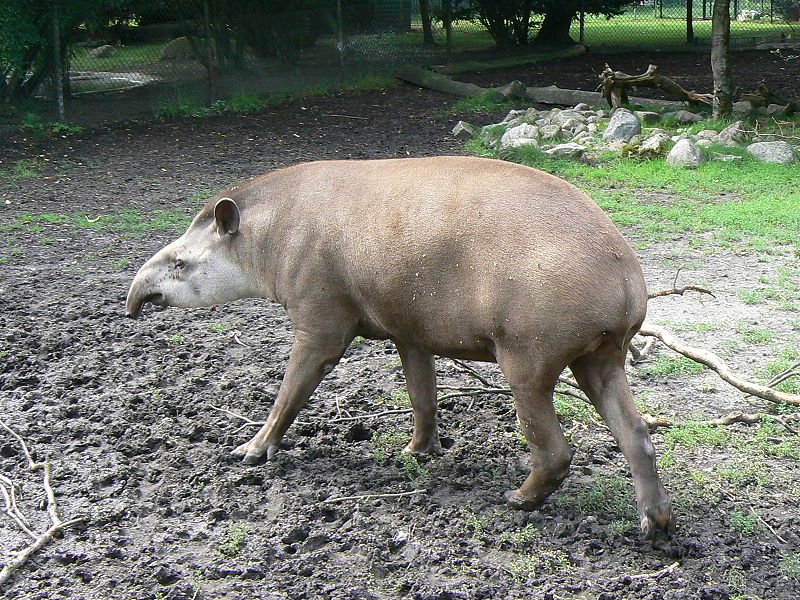 Ficheiro:Brazilian tapir zoo.JPG