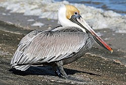 Brúni kani (Pelecanus occidentalis)