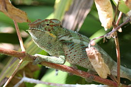 Panterkameleon (Furcifer pardalis)