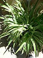 Chlorophytum comosum cv variegatum