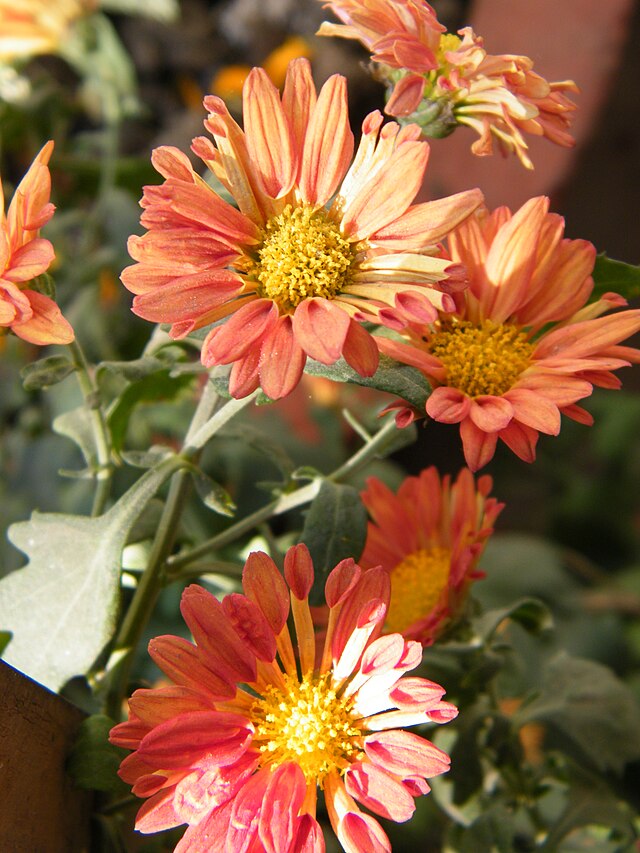 Chrysanthemum morifolium