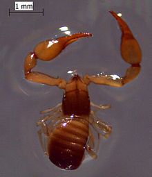 Chthonius sp.