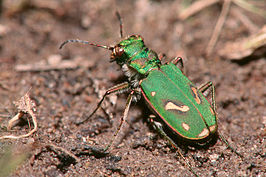 Cicindela ohlone