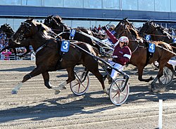 Commander Crowe Elitloppet 2012 001.jpg