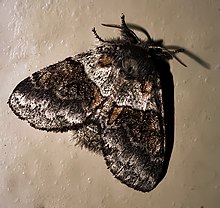 Common Gluphisia Moth (Gluphisia septentrionis)