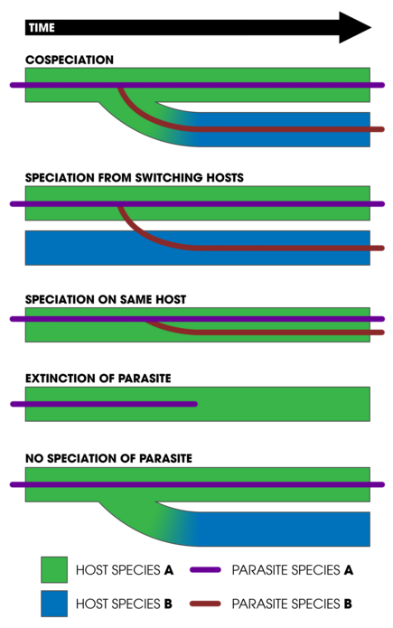 Cospeciation and host-parasite associations. From top to bottom:
Cospeciation: host and parasite speciate concurrently
Host switching: speciation as parasite switches hosts and evolves in reproductive isolation
Independent speciation: parasite speciates on same host, reasons unrelated to host
Extinction: parasite goes extinct on host
Missing the boat: host speciates but parasite does not end up reproductively isolated Cospeciation (5 processes) - with key.png