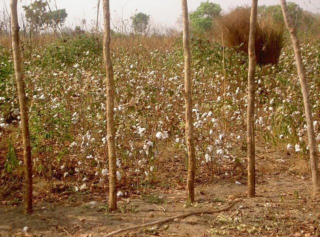 Producción de algodón en la República Centroafricana.