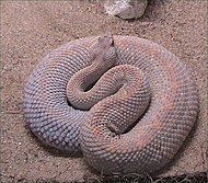 Crotalus unicolor.jpg