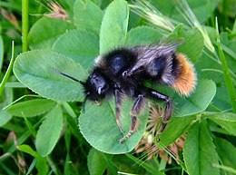 Kövi álposzméh (Bombus rupestris)